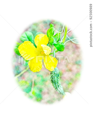 Flowering yellow "bitter gourd flower" and "fruit" watercolor style picture letter Flowering yellow "bitter gourd flower" and "fruit" watercolor style picture letter 92500989
