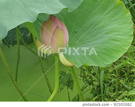 花峰 花峰 92501082
