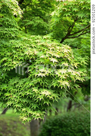 Tree Acer palmatum Aceraceae 92501209