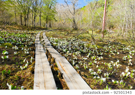 水芭蕉社區和木棧道 92501343