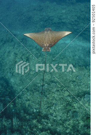 Madara Tsuboei 92501405