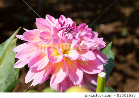 大麗花花 92501656