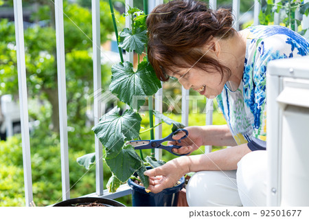 Senior woman growing vegetables on the balcony 92501677