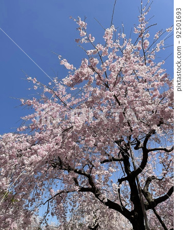櫻桃樹 92501693