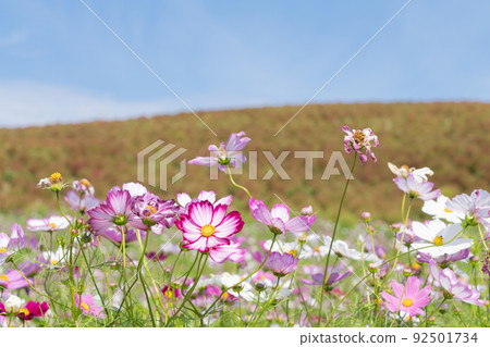 Cosmos flowers and kokia 92501734