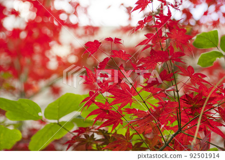 Autumn emotional photo with maple tree Autumn emotional photo with maple tree 92501914