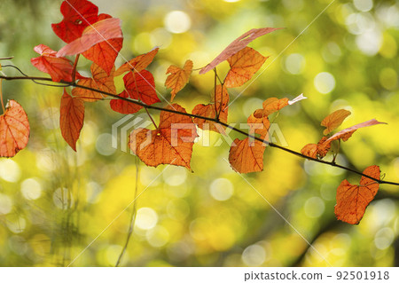 Autumn emotional photo with maple tree Autumn emotional photo with maple tree 92501918