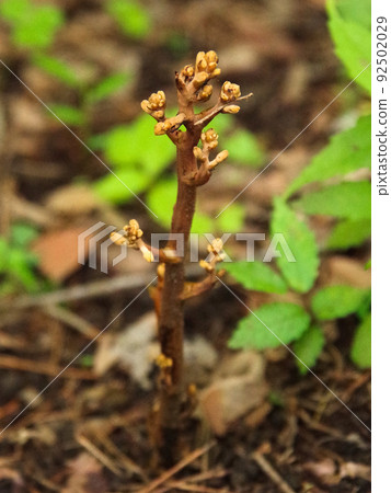 Cyrtosia septent 芽 92502029