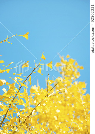 Ginkgo tree and sky 92502331
