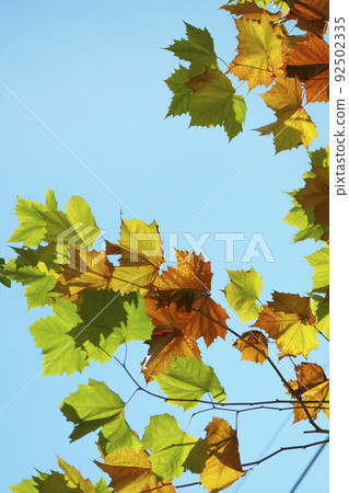 Maple leaves and sky Maple leaves and sky 92502335