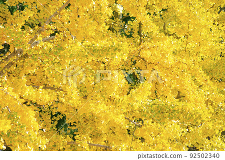 Autumn emotional photo with ginkgo trees Autumn emotional photo with ginkgo trees 92502340