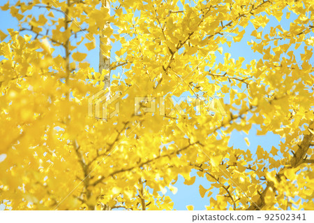 Ginkgo tree and sky Ginkgo tree and sky 92502341
