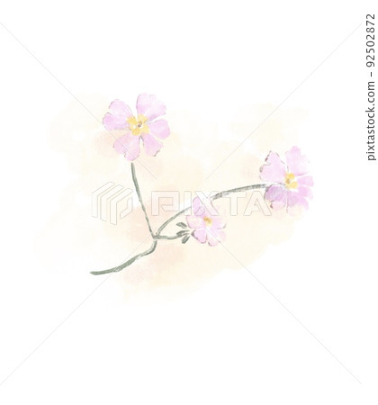 報春花的水彩風格插圖 報春花的水彩風格插圖 92502872