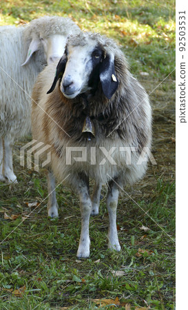 Herd of mountain sheep (Ovis aries) in high mountains 92503531