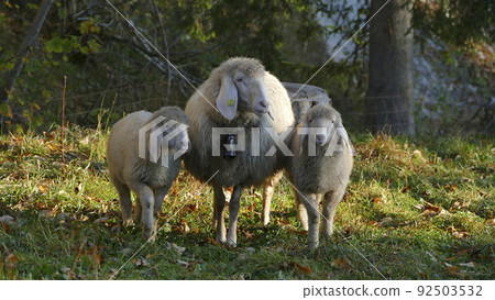 Herd of mountain sheep (Ovis aries) on mountain trail 92503532