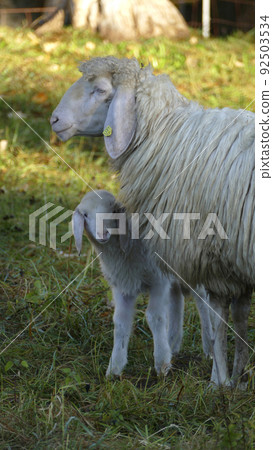 Mountain sheep with lamb (Ovis aries) on mountain trail 92503534