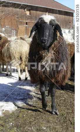 Herd of mountain sheep (Ovis aries) on the trail 92503536