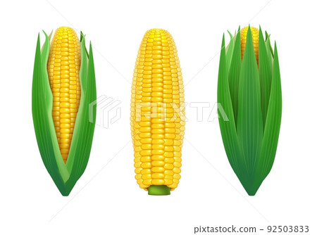Realistic Detailed 3d Sweet Organic Corn Cob with Green Leaf Set Isolated on a White Background. Vector illustration 92503833