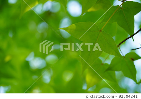 Cool Fuu tree 92504241