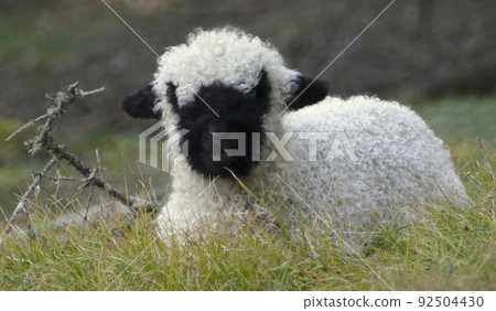 Young Valais black-nosed sheep in a meadow Young Valais black-nosed sheep in a meadow 92504430