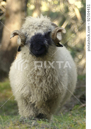Valais black-nosed sheep in a meadow Valais black-nosed sheep in a meadow 92504431