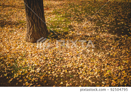 Ginkgo carpet at dusk Ginkgo carpet at dusk 92504795