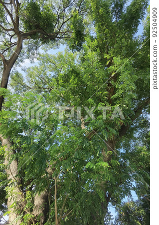 Landscape the big tree Landscape the big tree 92504909