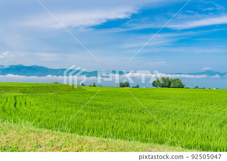 (Nagano Prefecture) A vast paddy field landscape in Hara Village (Rear Southern Alps) 92505047