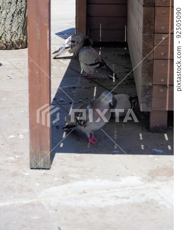 pigeons resting in the shade 92505090