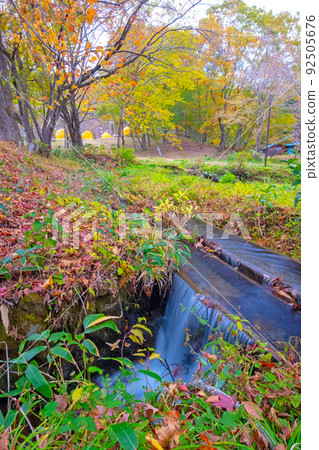 Autumn color image of the forest (Hiruzen Plateau Shiogama) Autumn color image of the forest (Hiruzen Plateau Shiogama) 92505676