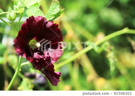 Chocolate-colored hollyhocks Chocolate-colored hollyhocks 92506301