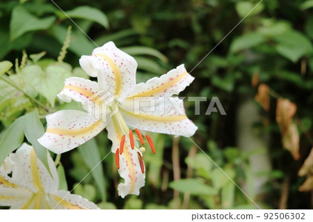 Late blooming golden-rayed lily (Yamayuri) 92506302