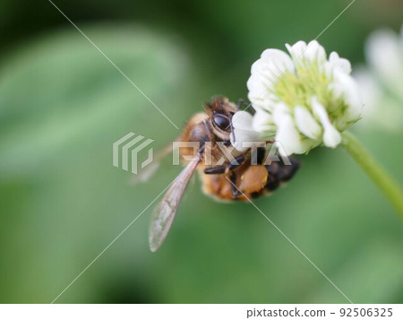 蜜蜂緊貼白三葉草花的特寫 92506325