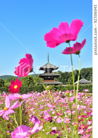 Flower cosmos representing autumn in Ikaruga no Sato, Nara Prefecture / Flower cosmos representing autumn in Ikaruga no Sato, Nara Prefecture / 92506945