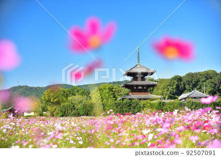 Flower cosmos representing autumn in Ikaruga no Sato, Nara Prefecture / 92507091