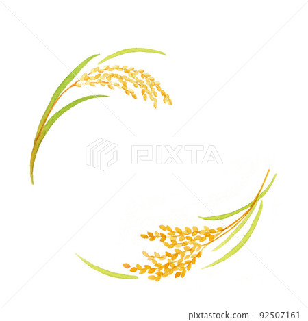 稻穗框架水彩插圖 稻穗框架水彩插圖 92507161