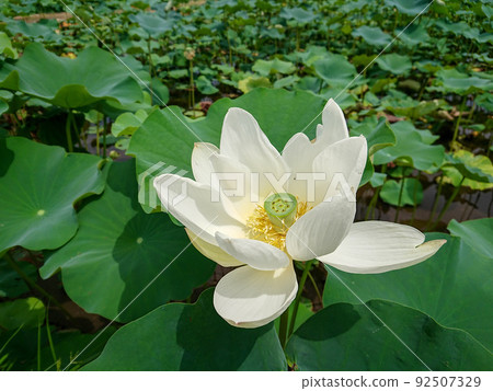 白蓮花 92507329