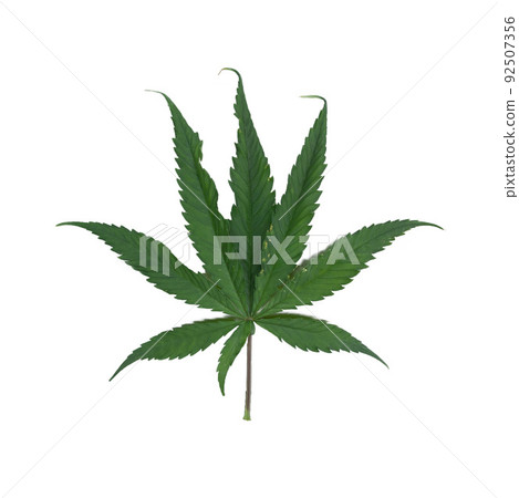 Marijuana, hemp or cannabis plant leaves farm lab isolated on white. Organic product in laboratory in technology medical, healthcare, research concept. Natural food. Ganja 92507356
