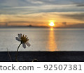 Flowers and sunset 92507381