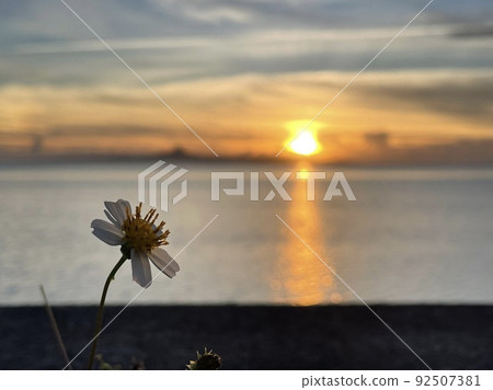 Flowers and sunset 92507381