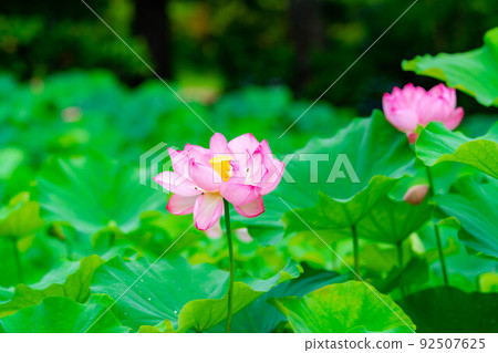 Lotus flower [Nagano Prefecture] 92507625