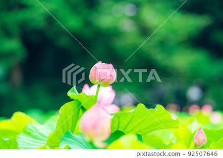 蓮花[長野縣] 92507646