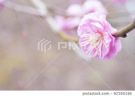 Pretty plum blossom old lens 92508186