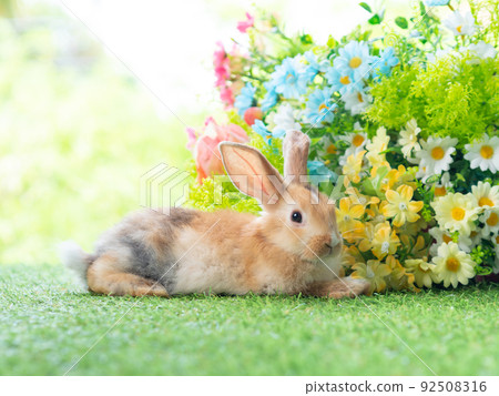 Cute rabbit lie down on grass with green nature background. Lovely action of young rabbit. Cute rabbit lie down on grass with green nature background. Lovely action of young rabbit. 92508316
