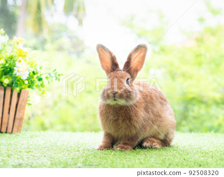 Brown cute rabbit sitting on grass with green nature background. Lovely action of young rabbit. Brown cute rabbit sitting on grass with green nature background. Lovely action of young rabbit. 92508320