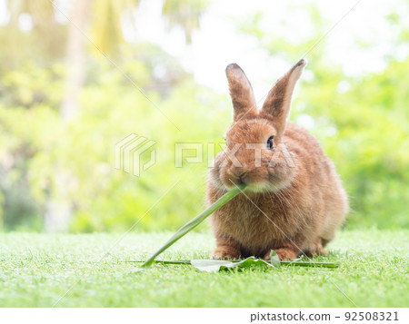 Brown cute rabbit eating wheat grass on green nature background. Lovely action of young rabbit. Brown cute rabbit eating wheat grass on green nature background. Lovely action of young rabbit. 92508321