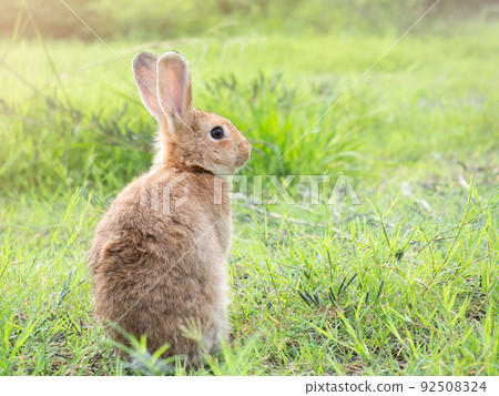 Back side of brown cute rabbit sitting on grass with green nature background. Lovely action of wild rabbit in field. Back side of brown cute rabbit sitting on grass with green nature background. Lovely action of wild rabbit in field. 92508324