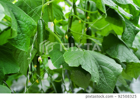 Greenhouse with fresh ripe cucumber. Organic food and vegetables. Healthy eating. Hydroponics in agribusiness. Growing cucumbers in a greenhouse using drip irrigation. Smooth camera movement Greenhouse with fresh ripe cucumber. Organic food and vegetables. Healthy eating. Hydroponics in agribusiness. Growing cucumbers in a greenhouse using drip irrigation. Smooth camera movement 92508325