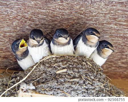 燕子在巢中等待父母的食物 燕子在巢中等待父母的食物 92508755