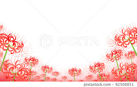 集群孤挺花，Higanbana，白色背景 92508851